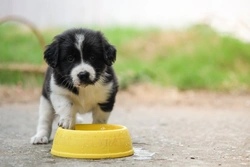 Dangerous Risks in Your Dog’s Water Bowl: What to Know