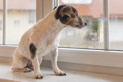 Watchdog or guard dog? Key differences and traits explained