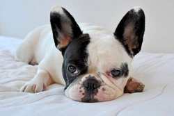 Pied French Bulldogs Explained: UK Breed Colour Guide 2025
