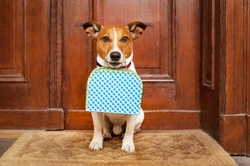 Dog-friendly hotels: Important caveats to consider