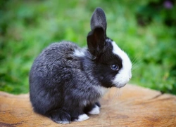 What Causes Fur Loss in Rabbits? Causes & Treatment Guide