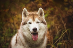 Do dogs naturally follow a routine? A 2025 guide