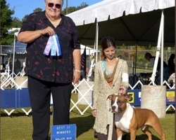 Le esposizioni cinofile, cosa sono e le specifiche