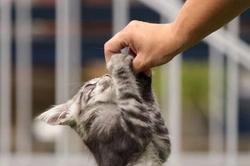 Understanding and Managing Cat Aggression Towards People