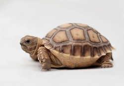 Keeping African Sulcata Tortoises as Pets: Essential Care Guide