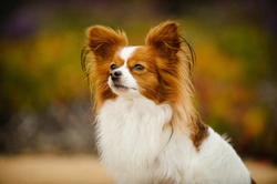 Endocrine Diseases in Dogs: Causes, Diagnosis & Treatment