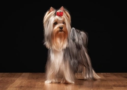 Yorkshire Terrier Grooming: Essential Do's and Don'ts
