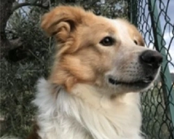 Adozioni cani: la storia di Pinko, esuberante Border Collie