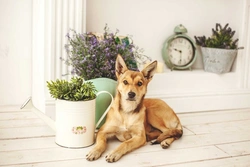 8 Common Household Herbs & Spices Safe for Dogs