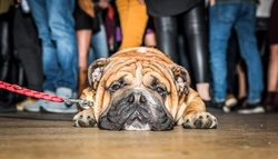 10 Expert Tips to Keep Your Dog Calm on New Year’s Eve