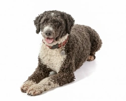 Spanish Water Dog Coat Care: Types, Colours & Grooming Tips