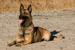 Belgian Malinois temperament and handling guide