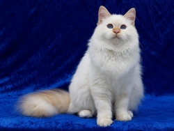 Angora Turco: Problemas Genéticos y Guía de Cuidado