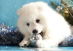 Christmas Survival Guide: Keeping Pets Safe & Happy