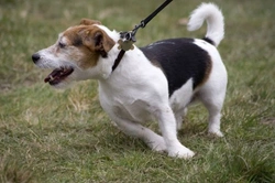 How to Stop Your Dog Pulling on a Lead: Effective Steps