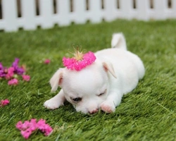 Chiwawa toy bianco, pelo lungo e mini. Dove trovarli in Italia?