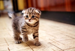 Complete Guide to Bringing Home Your New Kitten