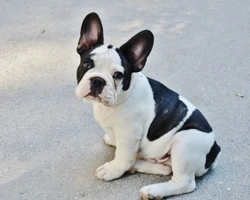 Bulldog francese nano: a che prezzo si trova in Italia e dove trovarlo