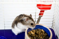 La alimentación del hámster