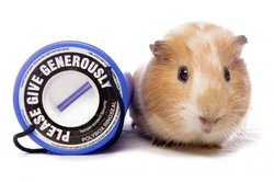 7 Ways to Help Your Favourite Animal Charity Today