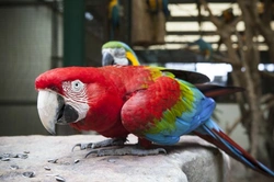 Red and Green Macaw Care Guide: Green-Winged Macaw UK 2025