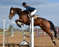 Horse Insurance Explained: Are You Fully Covered?