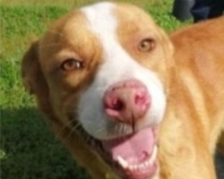 Adozioni cani: la storia di Dennis, cane che ama i bambini