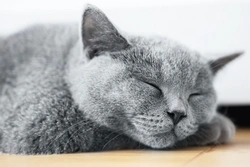 Top 10 Laziest Cat Breeds for Cuddly Companions