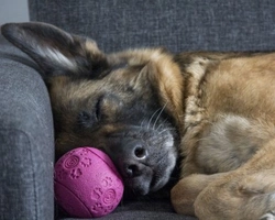 Come scegliere la razza di cane giusta per noi