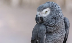 Common Illnesses in African Grey Parrots: Symptoms & Care