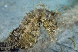Complete Guide to Caring for Lined Seahorses (Hippocampus erectus)