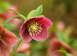 Kerstroos giftig voor honden