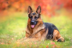 Corneal dystrophy in German Shepherd: hereditary eye condition guide