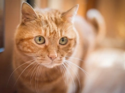 What Causes a Heart Murmur in Cats? Key Causes Explained