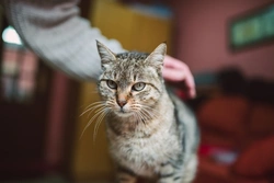 Cat Cafes: Pros, Cons and Responsible Ownership