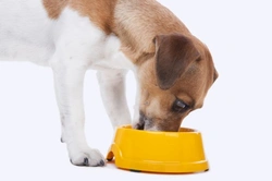 Managing Diet for Diabetic Dogs: Essential Guide