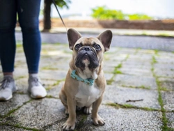 Is Superglue Poisonous to Dogs? What You Need to Know