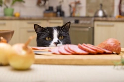 Por qué dar sobras de comida a tu gato es perjudicial
