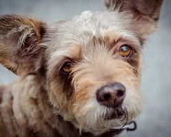 Detrazioni fiscali per animali domestici in Italia