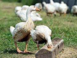 Keeping Geese: Natural, Eco-Friendly Grass Control