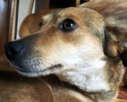 Adozioni cani: la storia di Spigola, dolce cagnolina