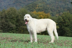 All about the Irish Wolfhound: Gentle Giant Guide