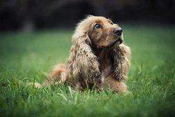 Why L-Carnitine Benefits Dogs: Heart and Health Support