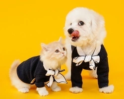 Meglio il cane o il gatto come animale da compagnia? Pro e contro