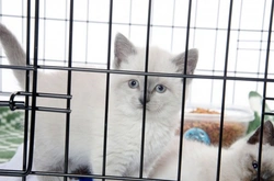 Where Not to Buy a Kitten: Avoid These Places in 2025