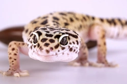 Best Reptile Pets for Beginners: Easy Care and Handling
