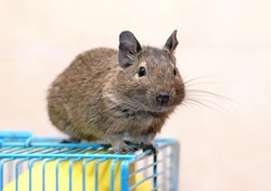 Top Tips to Keep Your Degu Happy and Healthy