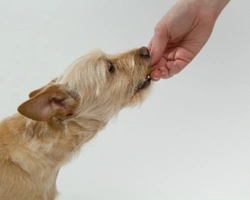 Ricette per cani e cibi per cani. Con cosa nutrire il cane da cucciolo