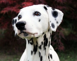 Il linguaggio del Dalmata - parte seconda