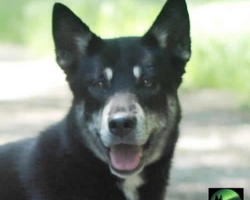 Lapinporokoira, l'aspetto di questa antica e misteriosa razza